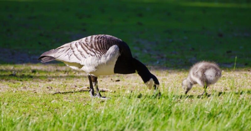 canada goose