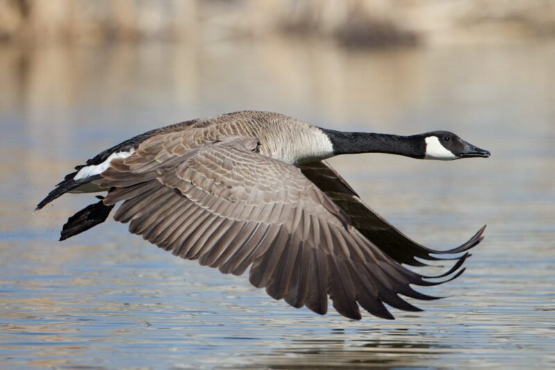 canadian goose