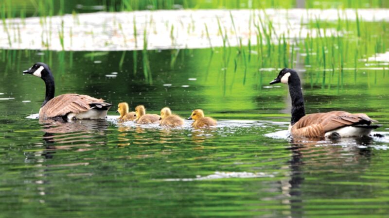 goose canada