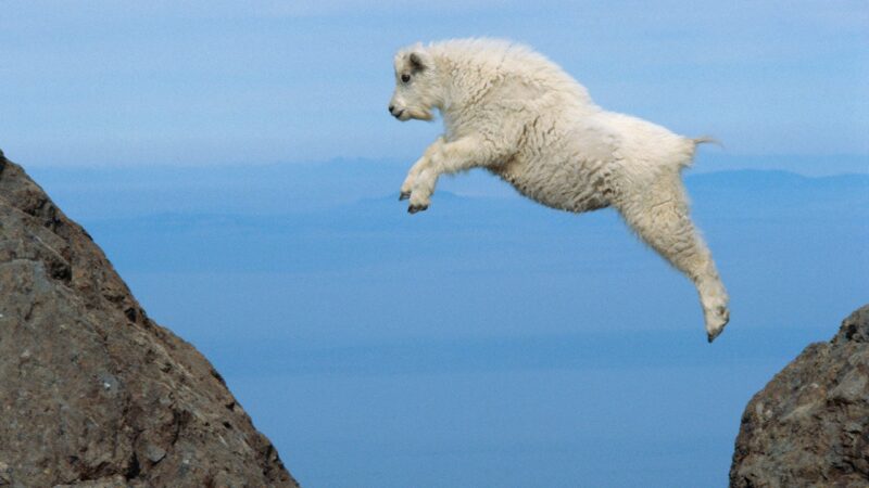 mountain goat